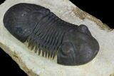 Bargain, Paralejurus Trilobite - Atchana, Morocco #126998-3